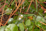 Woodland false buttonweed